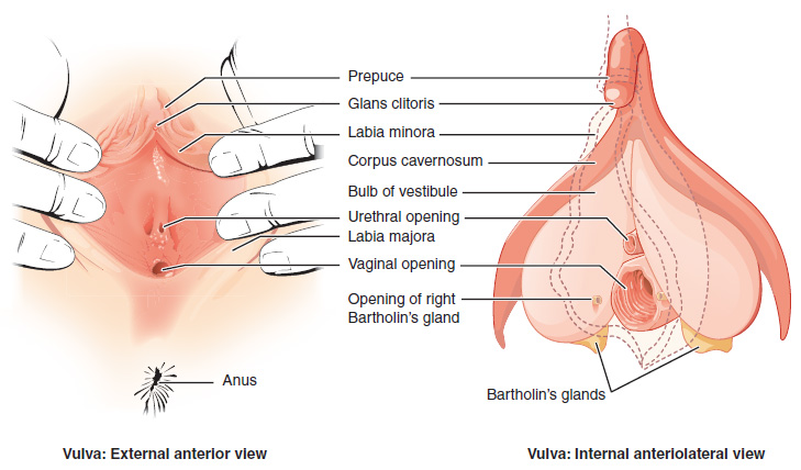 The vulva. Image description available.