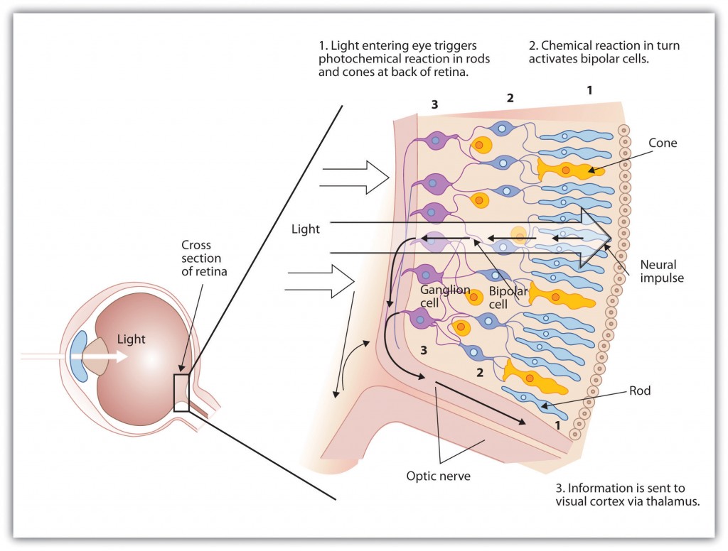 diagram of retina