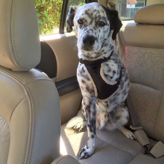 photo of Dalmatian sitting in a car