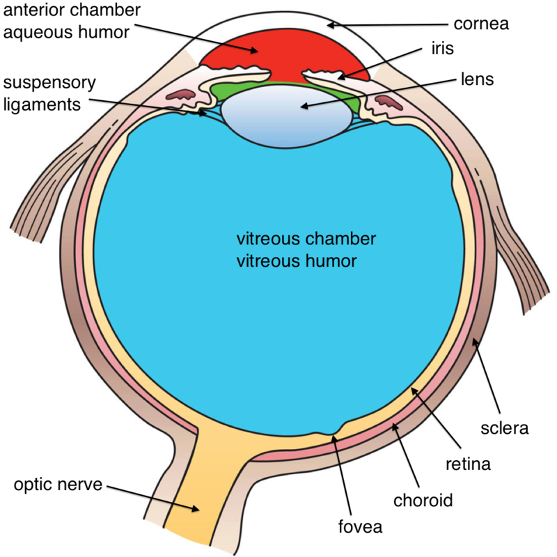 scientific diagram of an eyeball