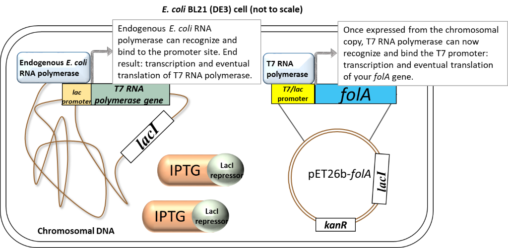 In the presence of IPTG (inducer), the LacI repressor protein binds IPTG and undergoes a conformational change which results in the release of LacI from promoters. Focusing on the chromosome: the LacI repressor protein no longer obstructs the lac promoter and it can be recognized and bound by the endogenous E. coli RNA polymerase. Transcription and eventual translation of T7 RNA polymerase occurs. Focusing on the pET26b plasmid: once expressed,T7 RNA polymerase can recognize and bind to the T7/lac promoter (remember that only T7 RNA polymerase will recognize and bind this T7 promoter sequence). This leads to the transcription and eventual translation of your gene of interest (aka. DHFR). 