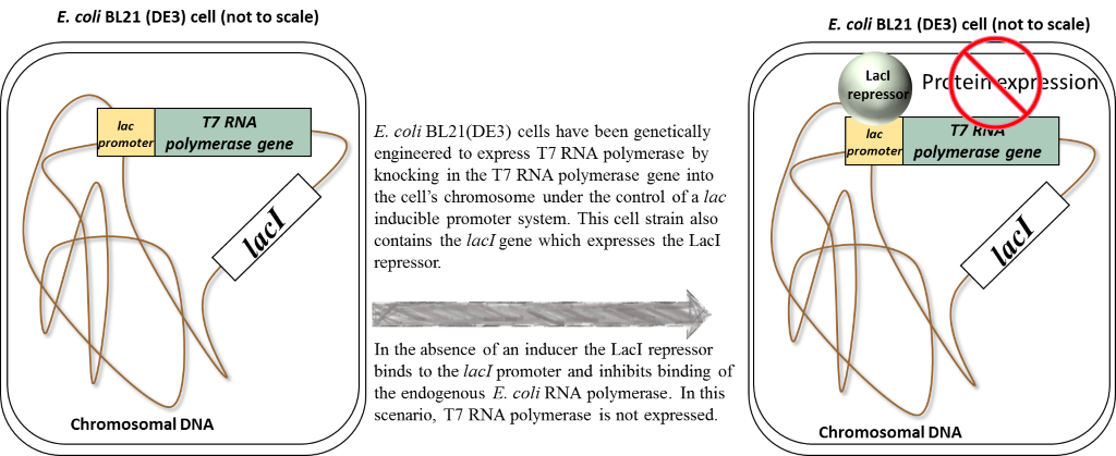 E. coli BL21(DE3) cells have been genetically engineered to express T7 RNA polymerase by knocking in the T7 RNA polymerase gene into the cell’s chromosome under the control of a lac inducible promoter system. This cell strain also contains the lacI gene which expresses the LacI repressor.  In the absence of an inducer the LacI repressor binds to the lacI promoter and inhibits binding of the endogenous E. coli RNA polymerase. In this scenario, T7 RNA polymerase is not expressed.