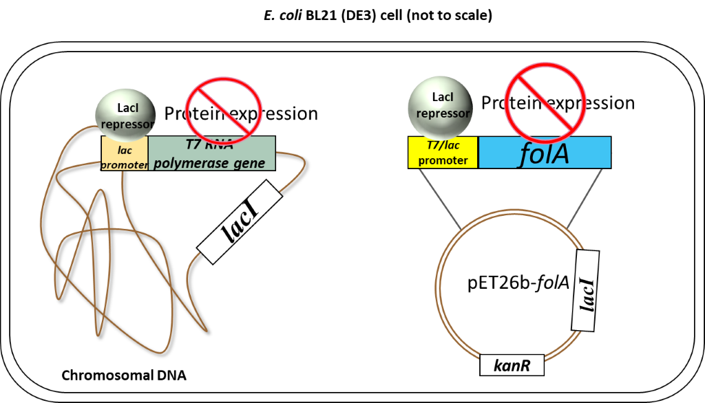 In the absence of IPTG (inducer), the LacI repressor protein is expressed from both the chromosomal gene and the pET26b gene locations and binds to the lac operator portion of both the T7/lac promoter (on pET26b) and lac promoter (on chromosome). In this scenario, there is no T7 RNA polymerase protein expression and no expression of your folA gene of interest (in your case, the protein product is DHFR).