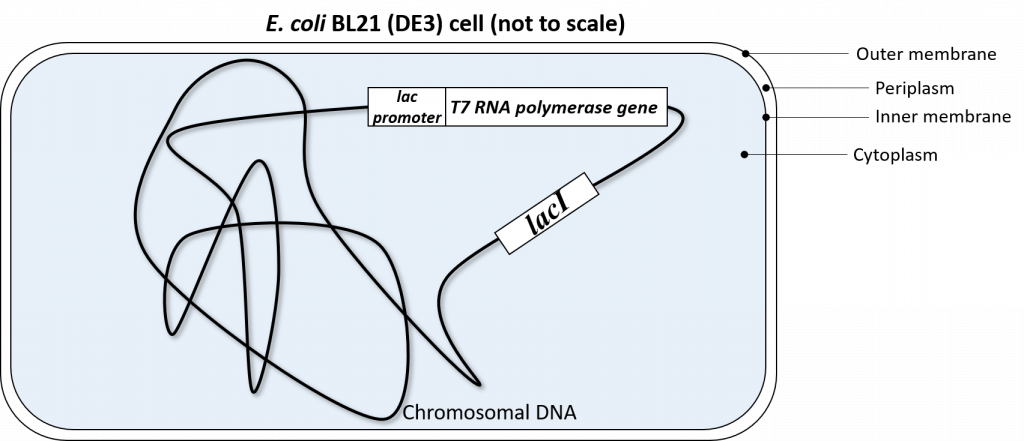 Schematic of E. coli BL21(DE3) cell highlighting the outer membrane, periplasm, inner membrane, cytoplasm, circular chromosomal DNA, and T7 RNA polymerase gene engineered downstream of the lab promoter. The lacI gene is also engineered in the chromosome downstream of a constitutive promoter.