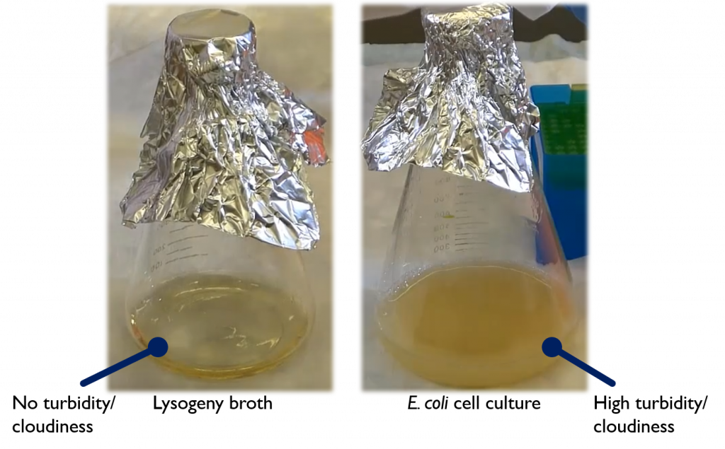 Two Erlenmeyer flasks containing LB (flask 1) and an actively growing culture of E. coli (flask 2). Flask 1 shows no turbidity/ cloudiness. Flask 2 shows high turbidity/cloudiness.
