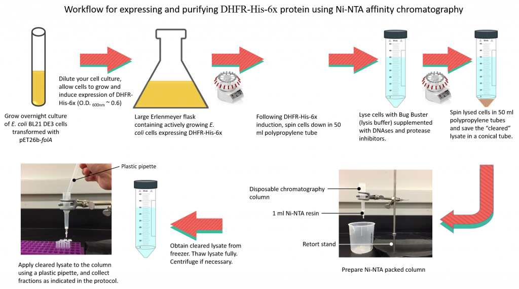 Workflow for expressing and purifying DHFR-His-6x protein using Ni-NTA affinity chromatography