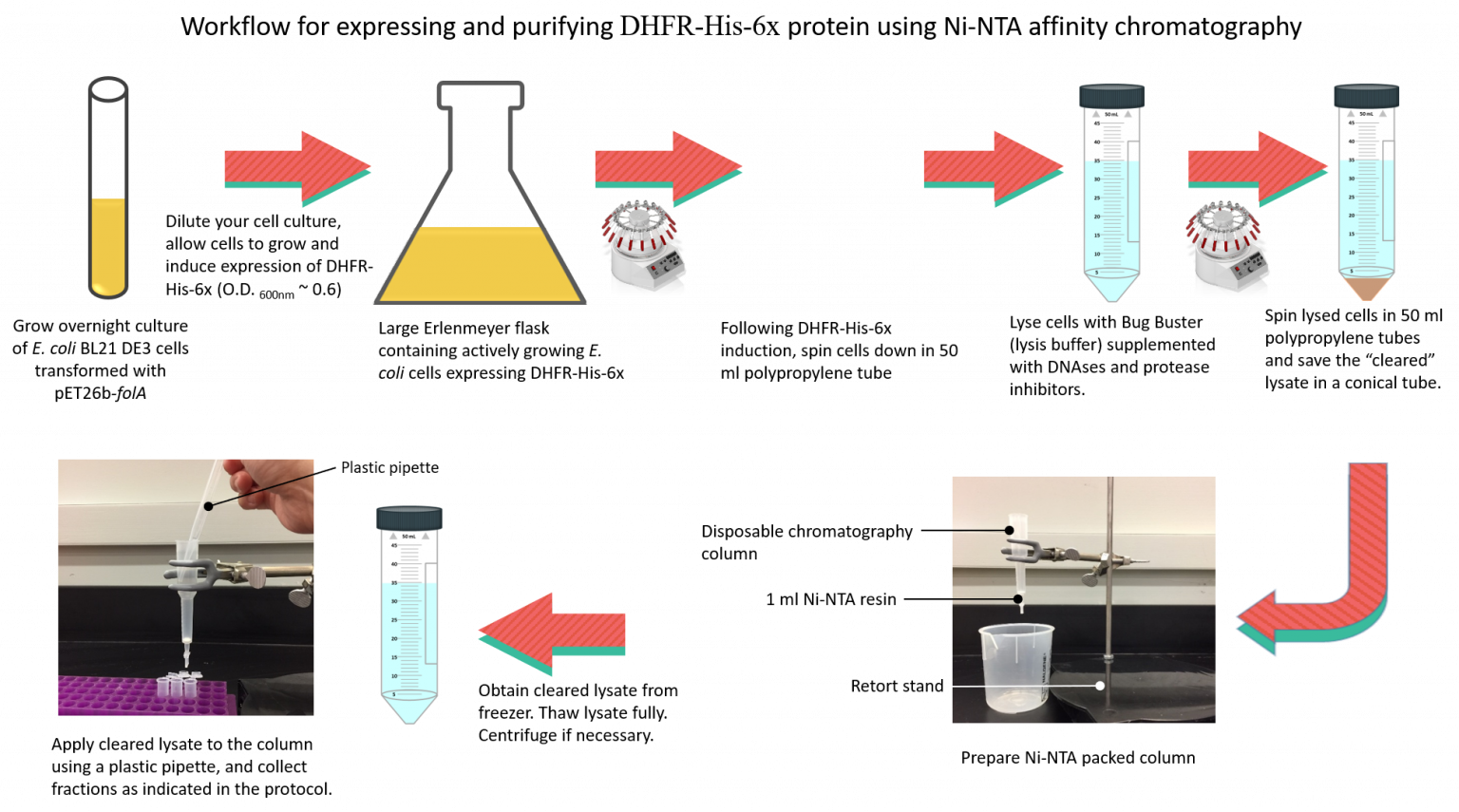 Protocol for DHFRHis6x Protein Expression BBS OER Lab Manual