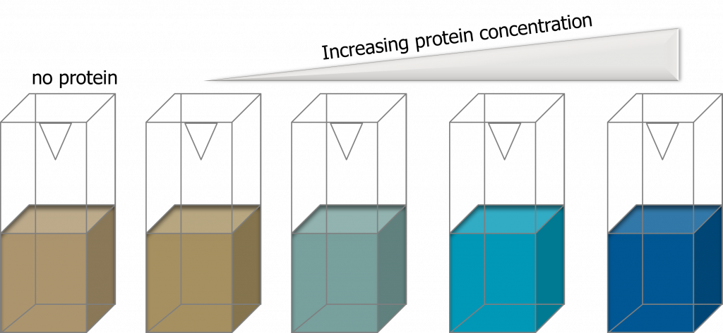 Schematic showing Bradford reagent color change as protein concentration increases.