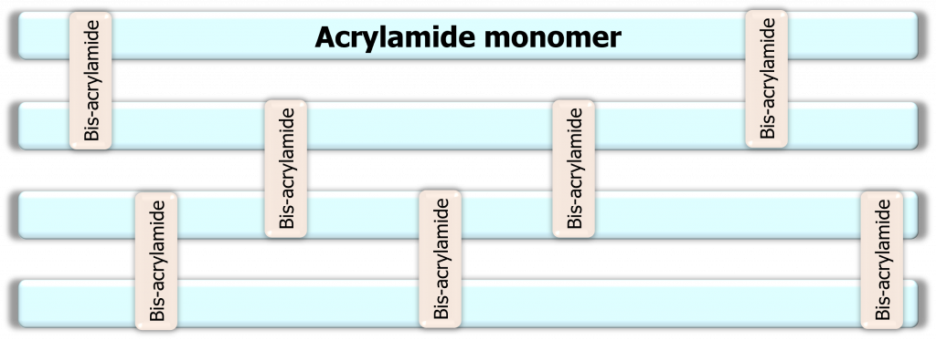 Schematic showing acrylamide monomers (horizontal bars) and bis-acrylamide molecules crosslinking the monomers at various points (vertical bars).
