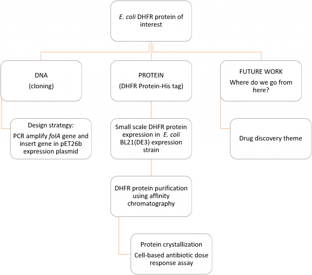Flowchart showing the three parts of the lab course project: part 1, DNA cloning, part 2, protein expression, purification setup of protein crystals, part 3 overarching theme of drug discovery.