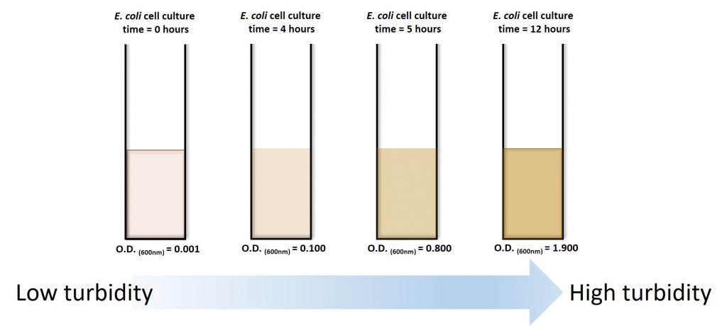 Four tubes showing an increase in turbidity as the cell culture is incubated over time. The optical density measurements show an increase in value over time.