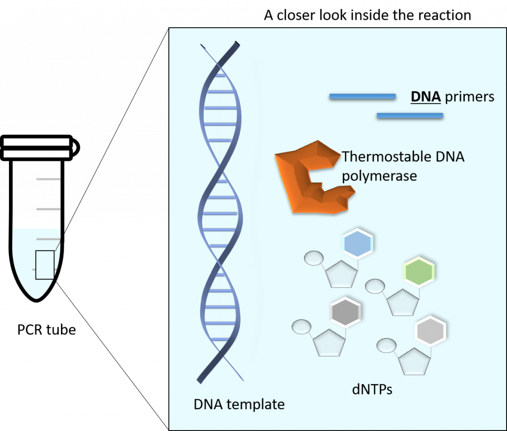 A closer look inside a PCR tube showing the different components such as DNA primers, Thermostable DNA polymerase, dNTPs, DNA template