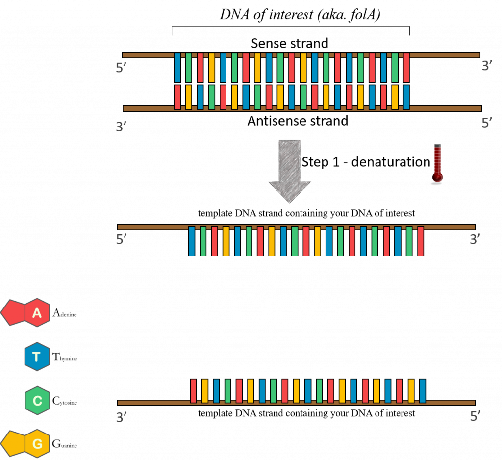 Step 1 of PCR cycle. Denaturation step. The double stranded DNA is separated into two strands: the sense strand and the antisense strand.