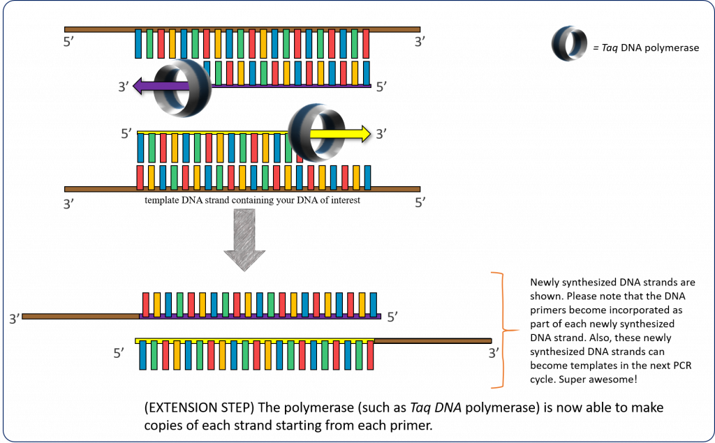 Extension step. Taq DNA polymerase binds to the template DNA-primer complex and begins DNA replication in a 5' to 3' direction. Note that the DNA primers become incorporated as part of each newly synthesized DNA strand.
