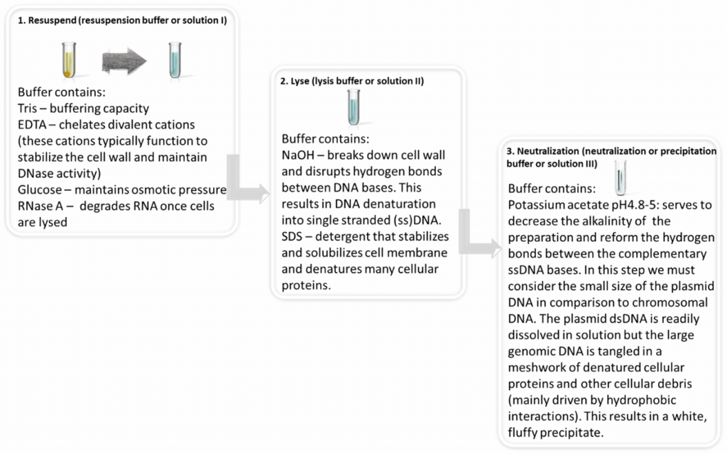 Chapter 4 Lab Overview And Background Information Bbs Oer Lab Manual 4809