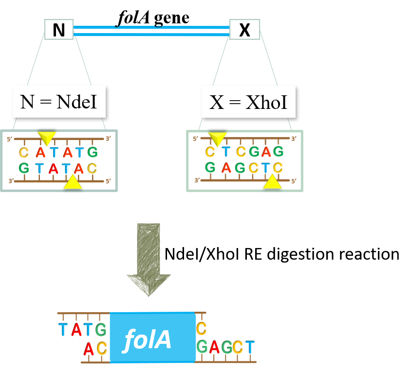 Image showing overview of lab: digest folA gene with NdeI and XhoI to generate folA containing RE sticky ends flanking the gene.