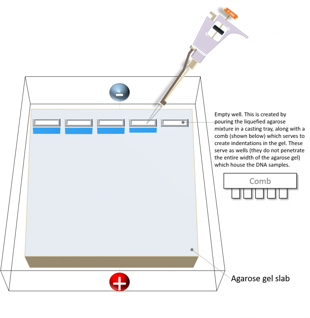 Agarose gel slab showing the individual wells and a micropipette depicting the loading of DNA samples in each well on the gel.