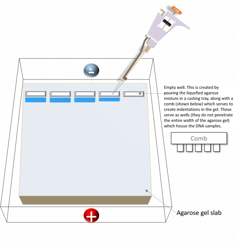 Protocol for loading your DNA samples BBS OER Lab Manual