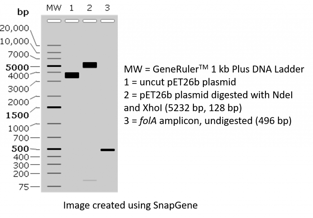 hypothetical agarose gel result created using the SnapGene molecular cloning software.