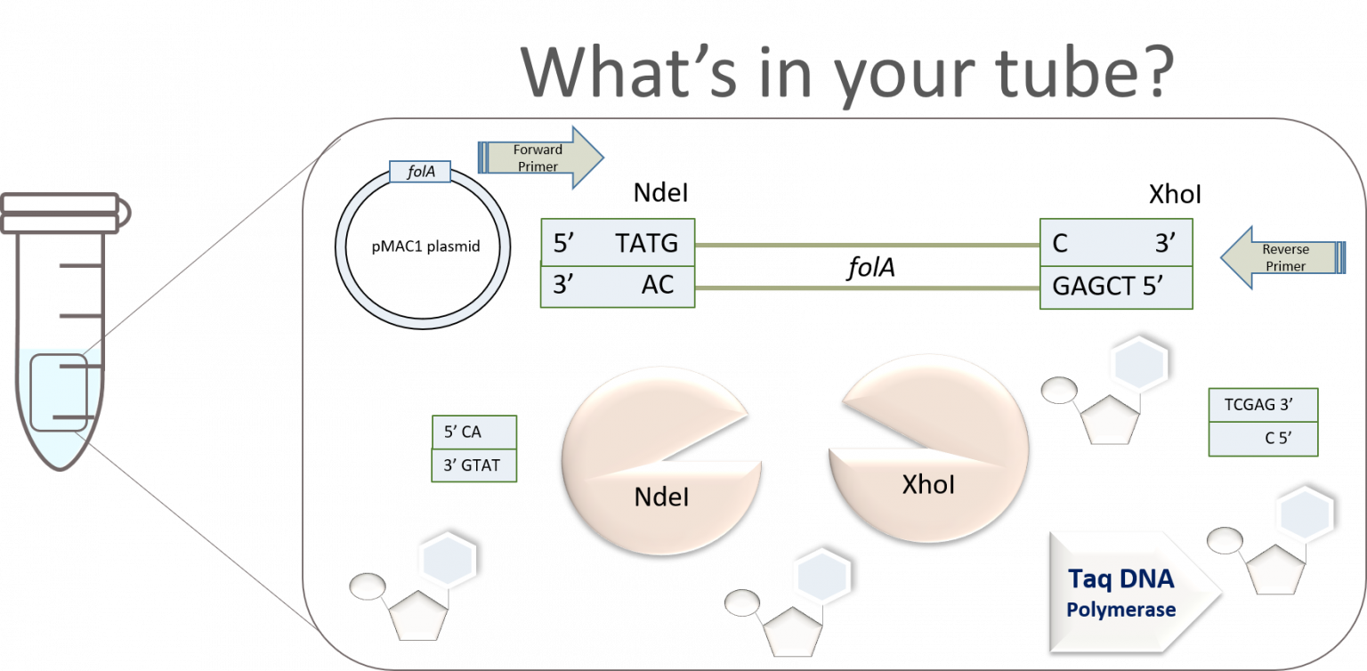 Chapter 3 Lab Overview And Background Information Bbs Oer Lab Manual 0885