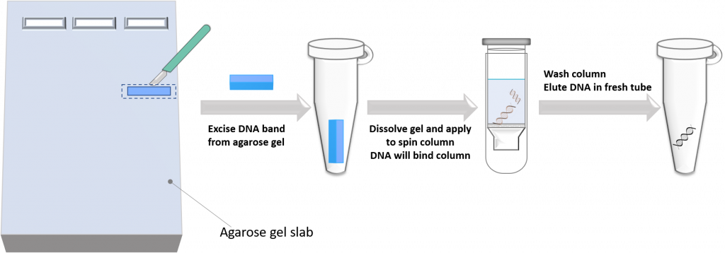 Excise DNA band from agarose gel slab using a scalpel. Dissolve gel and apply to spin column. DNA will bind column. Wash column and elute DNA in fresh tube