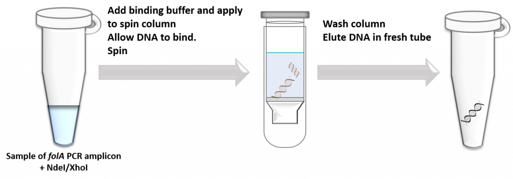 Add binding buffer to the sample of folA PCR amplicon previously digested with NdeI and XhoI. Apply entire sample to the spin column and allow DNA to bind. Spin, then wash column, then elute DNA in fresh tube