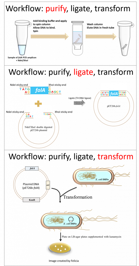 Workflow depicting all three techniques in this chapter. Purify workflow: Use a commercially available kit with silica-gel spin column technology to purify the NdeI/XhoI double digested folA amplicon. Ligate workflow: incubate purified/digested folA amplicon with purified/digested pET26b plasmid (this is provided for you by the instructor) with T4 DNA ligase. The ligation reaction should produce pET26b-folA plasmid DNA. Workflow transform: incubate ligation reaction with E. coli DH5alpha cells and plate on LB-agar plates supplemented with kanamycin. This should produce colonies of cells transformed with plasmid DNA.