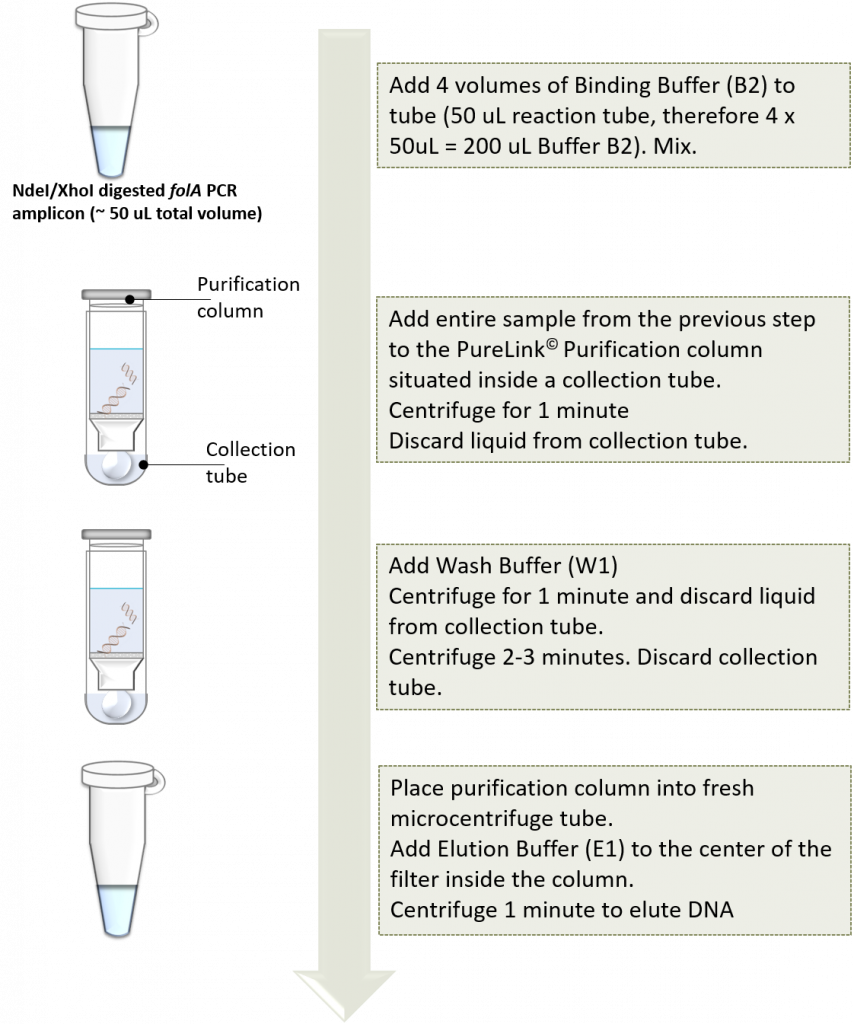 Workflow for purifying DNA using commercial spin column kit