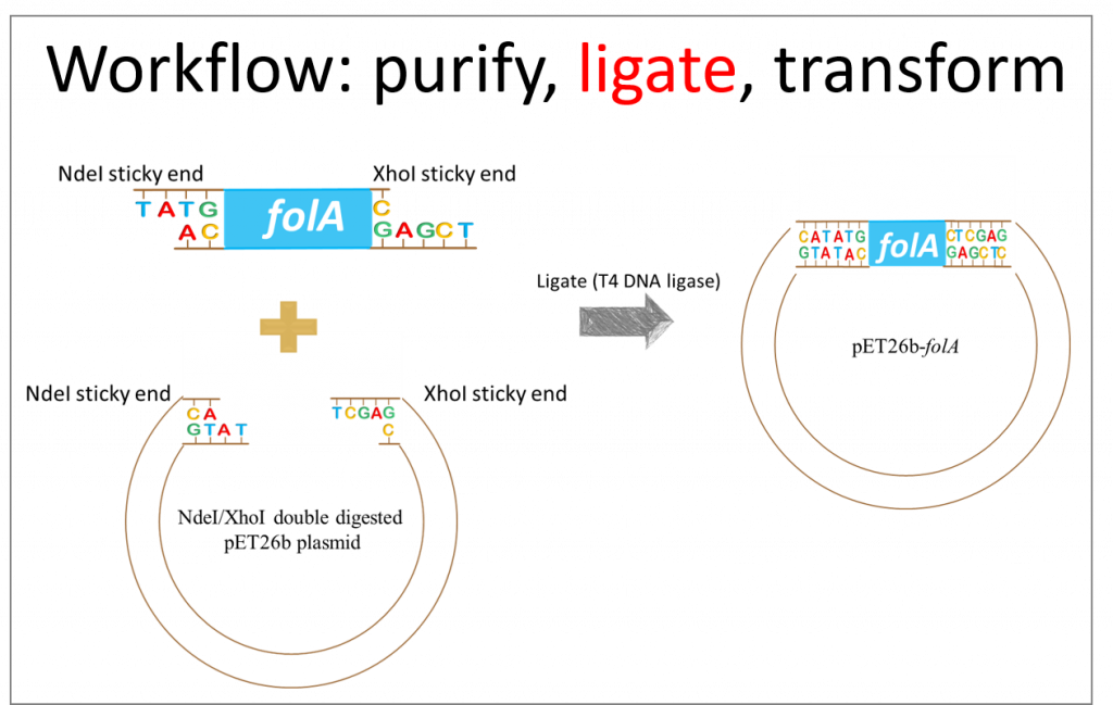 Ligate workflow: incubate purified/digested folA amplicon with purified/digested pET26b plasmid (this is provided for you by the instructor) with T4 DNA ligase. The ligation reaction should produce pET26b-folA plasmid DNA.
