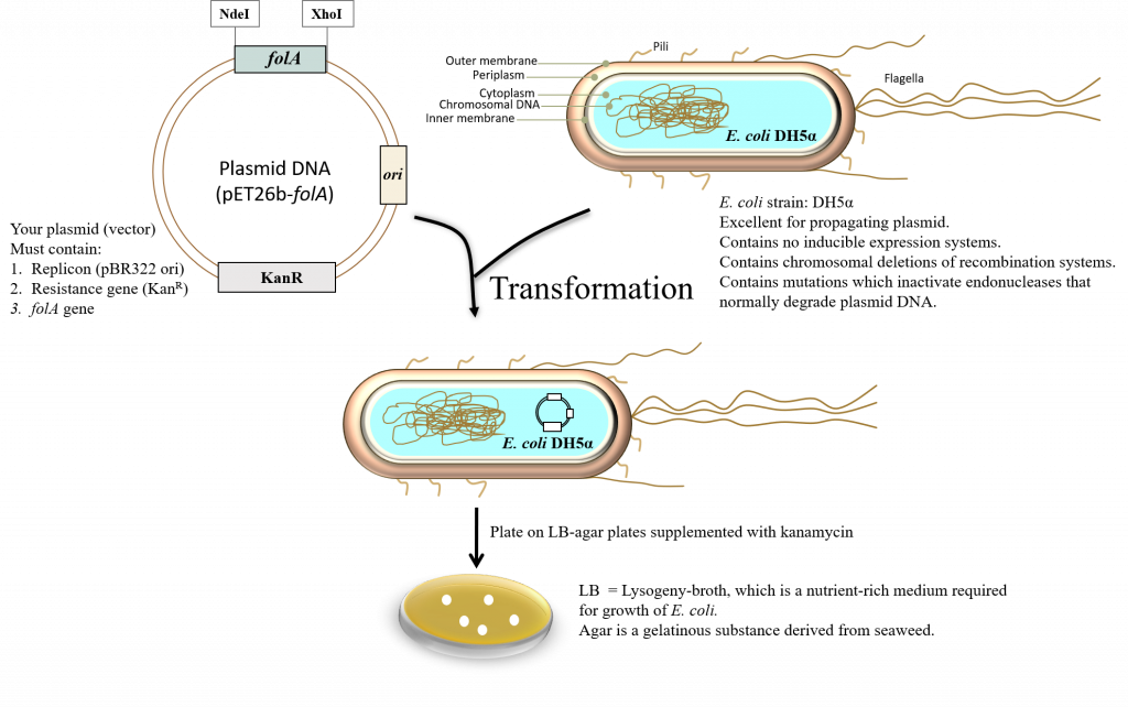Schematic diagram describing the transformation protocol. The ligation reaction containing pET26b-folA (or backbone pET26b, or other ligation products) is transformed into the E. coli DH5alpha chemically competent cloning strain using chemical transformation. 