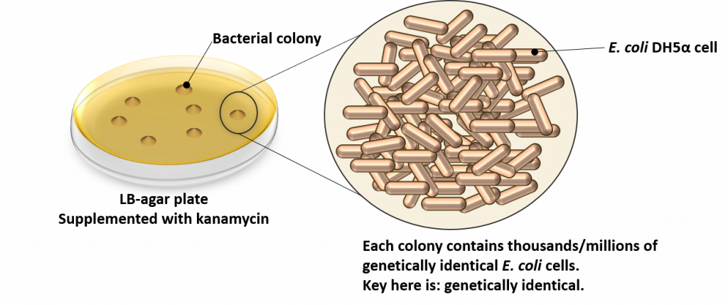 Diagram showing the definition of a bacterial colony: multiple bacterial cells that are genetically identical