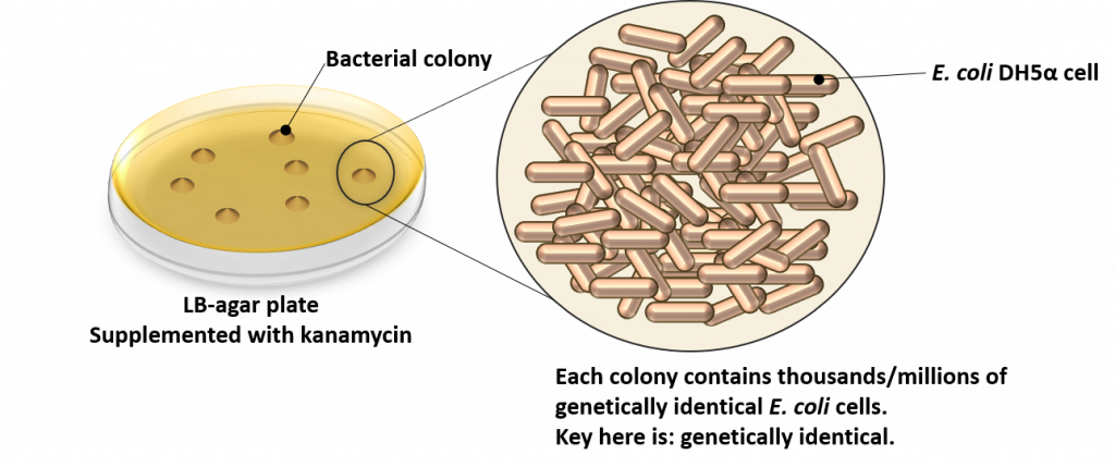 bacterial transformation lab