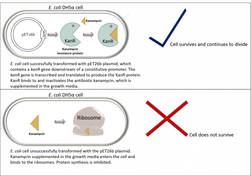 Diagram showing two scenarios. Scenario 1 - E. coli cell successfully transformed with pET26b plasmid, which contains a kanR gene downstream of a constitutive promoter. The kanR gene is transcribed and translated to produce the KanR protein. KanR binds to and inactivates the antibiotic kanamycin, which is supplemented in the growth media. Cell survives and continues to divide. Scenario 2: E. coli cell unsuccessfully transformed with the pET26b plasmid. Kanamycin supplemented in the growth media enters the cell and binds to the ribosomes. Protein synthesis is inhibited. Cell does not survive.