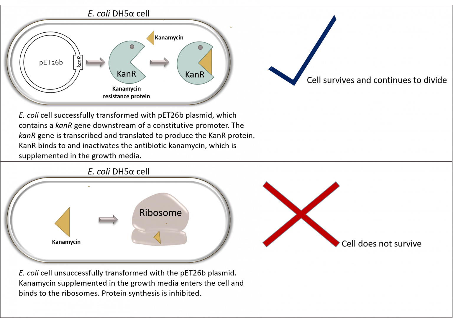 protocol-for-bacterial-transformation-heat-shock-method-bbs-oer-lab