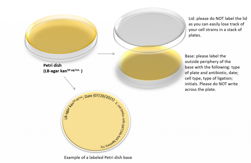 Image showing proper labeling of Petri dish (agar side is labeled).