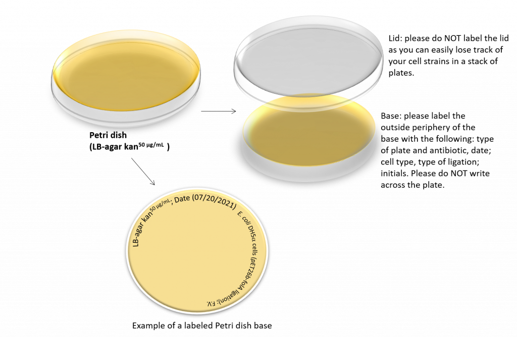 SOC Medium for Bacterial Transformation