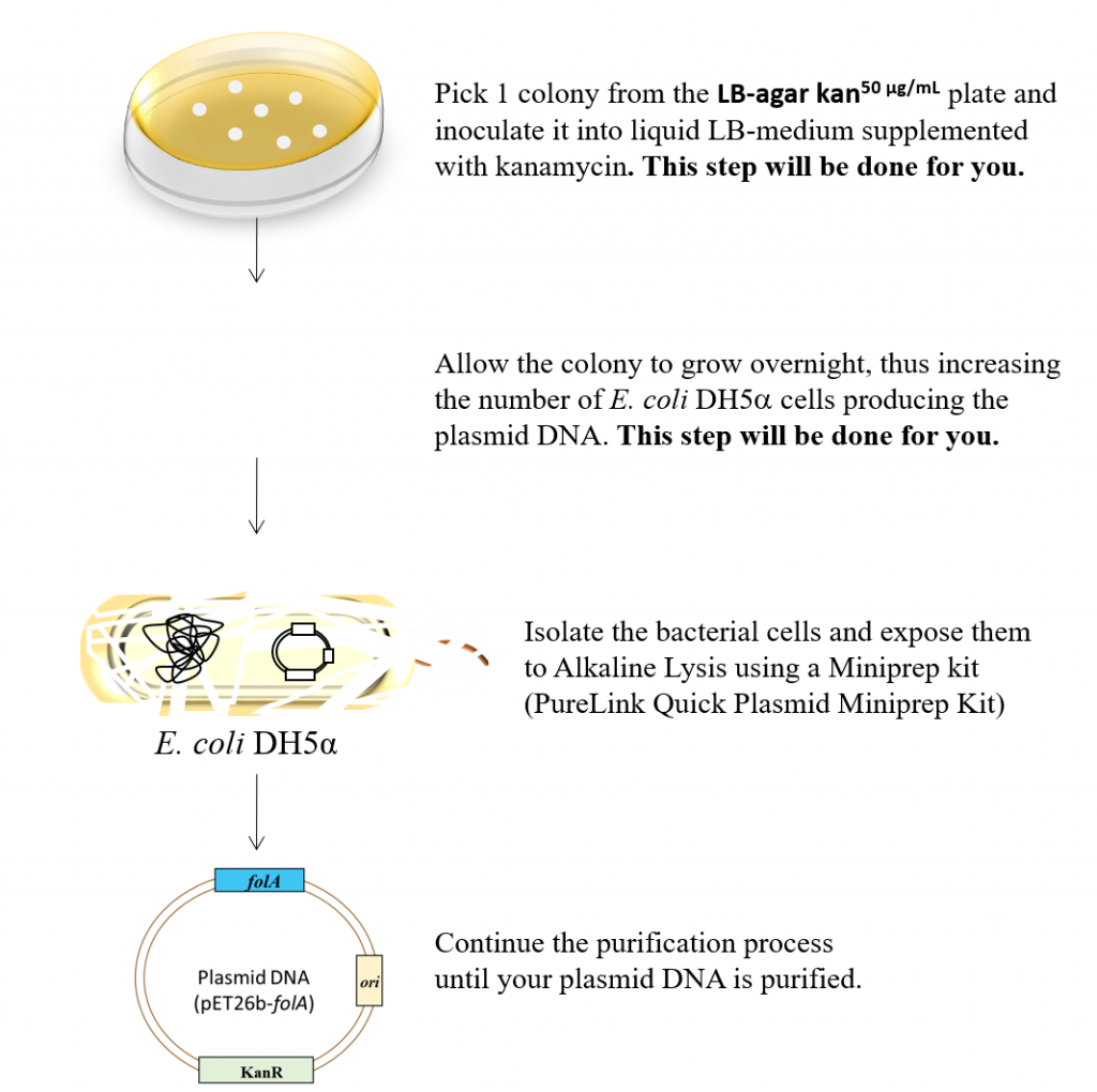 Workflow of the alkaline lysis miniprep procedure.