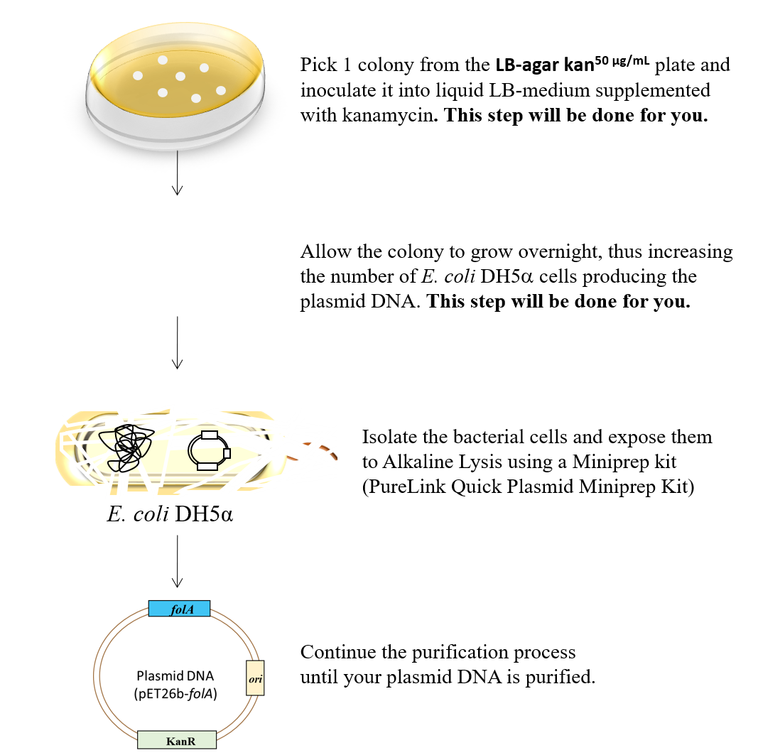 Chapter 4 Lab Overview And Background Information Bbs Oer Lab Manual 7605