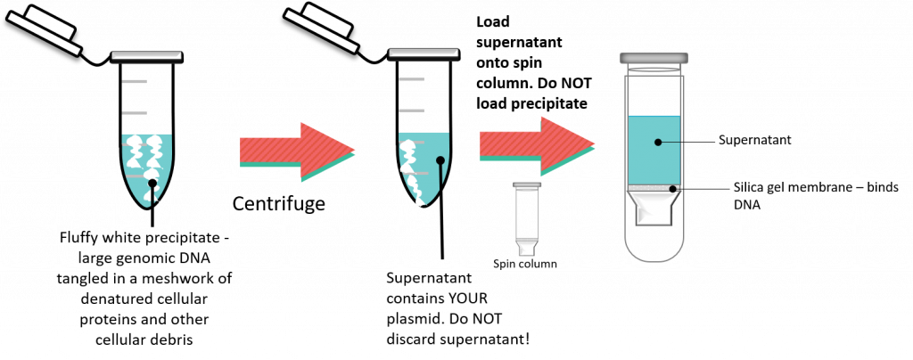 Image showing workflow for separation of plasmid from cellular debris.