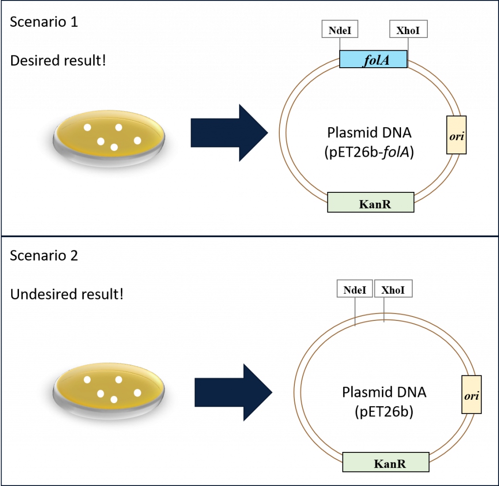 Two possible transformation results. Scenario 1: plate of colonies contains the desired result - pEt26b-folA plasmid. Scenario 2: plate of colonies contains undesired result, pEt26b plasmid