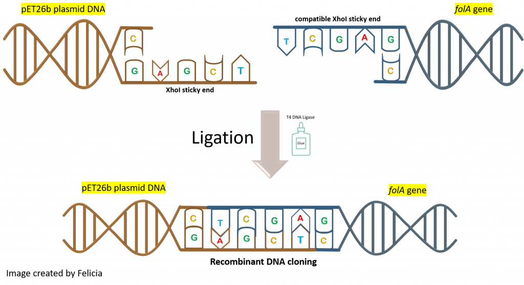 Diagram showing the initial binding of two compatible sticky ends (the DNA strands anneal through hydrogen bonding between the nucleobases). Ligase then creates phosphodiester bonds in the backbone of each DNA strand, fusing the fragments together