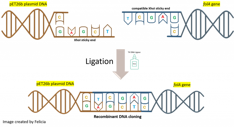 Chapter 3 Lab Overview and Background Information – BBS OER Lab Manual