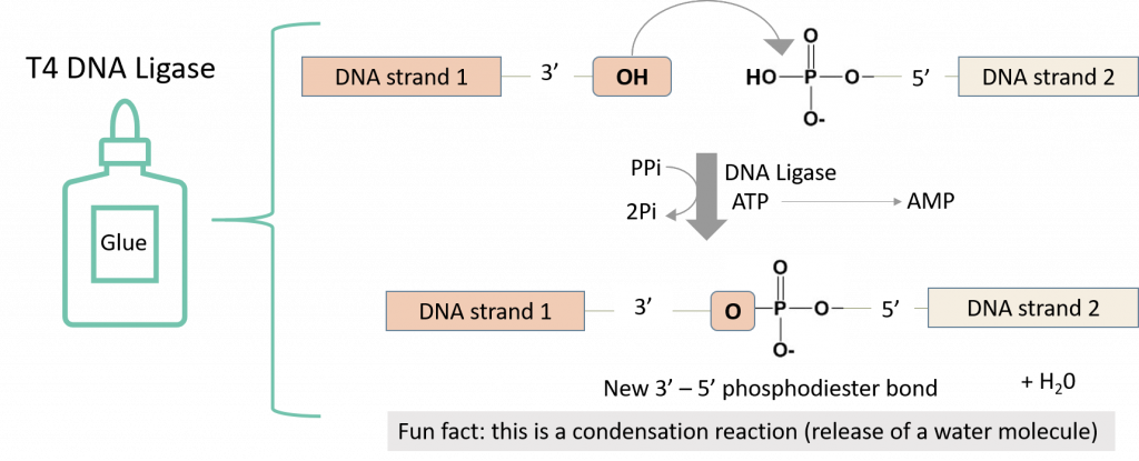 Diagram showing the structural mechanism of phosphodiester bond creation - condensation reaction