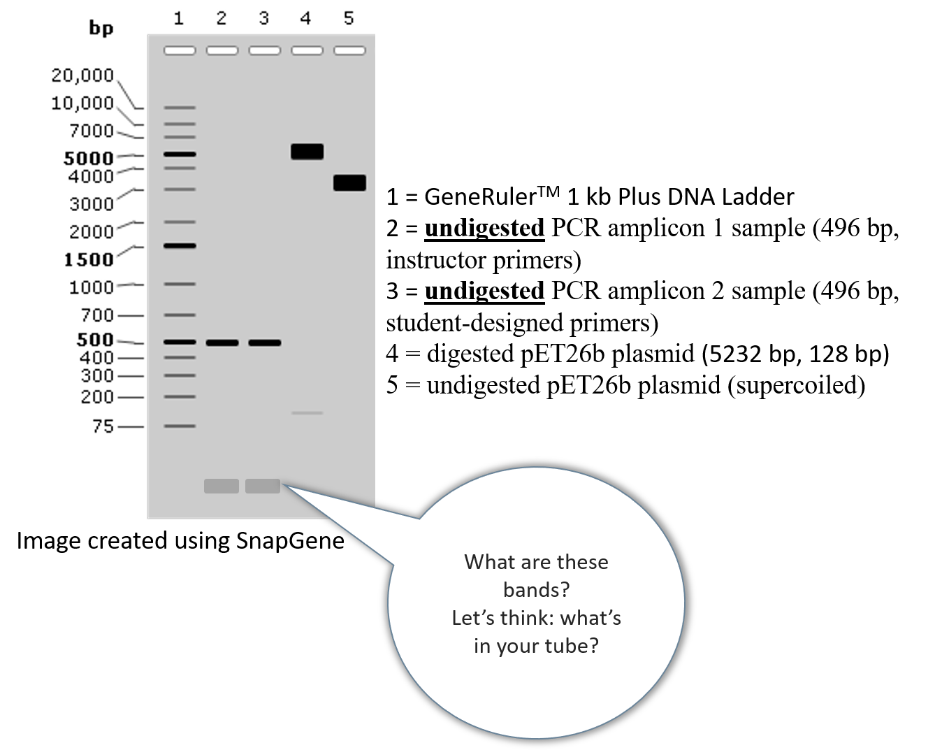 Protocol for loading your DNA samples BBS OER Lab Manual