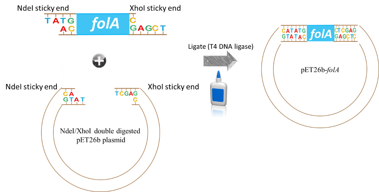 diagram showing the ligation reaction process. Incubate NdeI/XhoI digested/purified folA and pEt26b plasmid with T4 DNA ligase.
