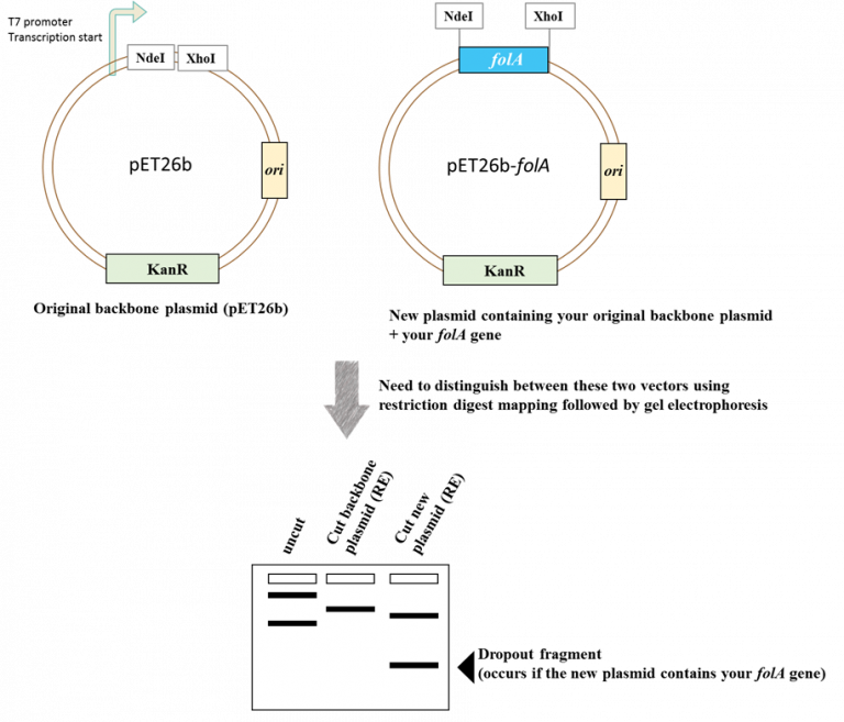 Chapter 5 Lab Overview And Background Information Bbs Oer Lab Manual 4758