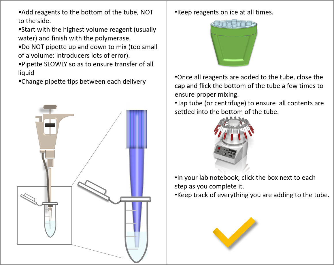 Part D: Protocol PCR – BBS OER Lab Manual