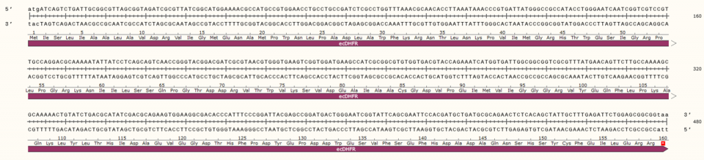 folA DNA sequence