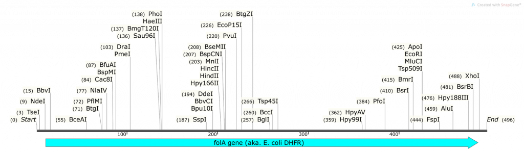 folA gene map with RE DNA recognition sites. Map generated using the SnapGene molecular cloning software.