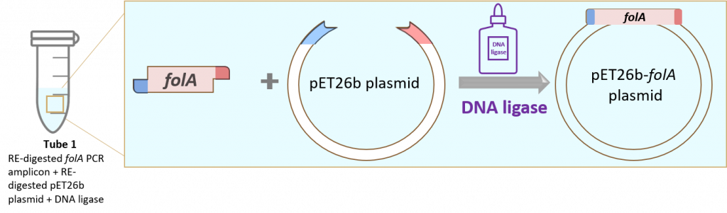 Step 3: Insert the RE-digested folA gene into the RE-digested pET26b plasmid using the molecular glue known as DNA ligase.